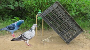 Best Bird Trap With Creative Trap Skills \ Easy Bird Trap