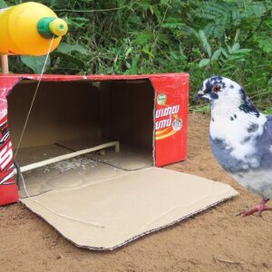 Create Simple Bird Trap Make From Cardboard Box & Bottle