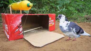 Create Simple Bird Trap Make From Cardboard Box & Bottle