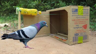 Easy Bird Trap - Best Pigeon Trap Using Cardboard Box & Bottle