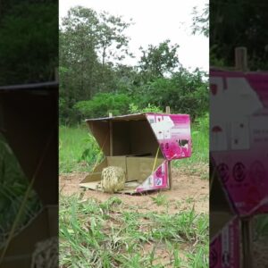 Easy Bird Trap With Cardboard Box #Shorts