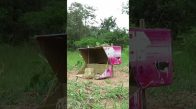 Easy Bird Trap With Cardboard Box #Shorts
