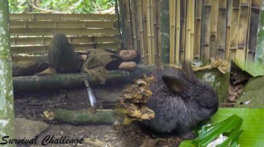 How does JUNGLE MAN get more pets? - Survival Challenge