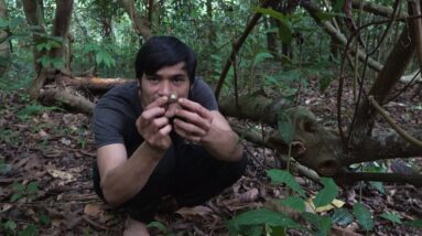 How to trap rodents climbing trees at night, survival in the tropical rainforest, episode 218