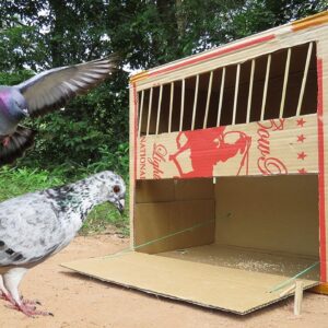 Simple Bird Trap And Easy / Bird Trap Using Big Cardboard Box