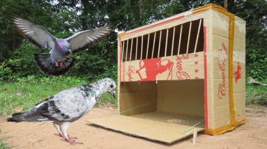 Simple Bird Trap And Easy / Bird Trap Using Big Cardboard Box