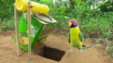 Video Parrot Trap | Create Parrot Trap With Cans & Bottle