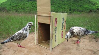 Easy DIY Bird Trap - How To Make Bird Trap Using Cardboard Box