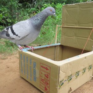 New Ideas Bird Trap! Best Creative Bird Trap Make From Cardboard Box