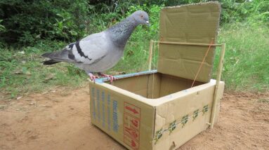 New Ideas Bird Trap! Best Creative Bird Trap Make From Cardboard Box