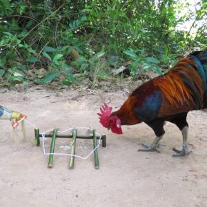 Create Simple Chicken Trap Using Bottle And Woods | Easy Wild Chicken Traps