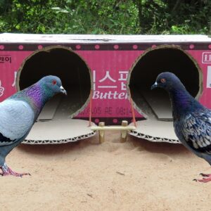 Best Bird Traps - Creative Method Pigeon Traps Make From Cardboard Box