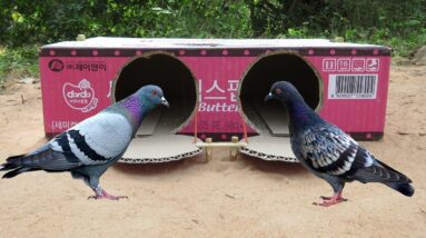 Best Bird Traps - Creative Method Pigeon Traps Make From Cardboard Box