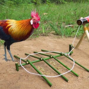 Simple Unique Wild Chicken Trap Using ANCHOR Bottle & Wood - Fantastic Creative Wild Chicken Trap