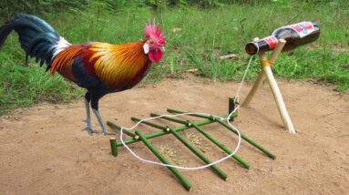 Simple Unique Wild Chicken Trap Using ANCHOR Bottle & Wood - Fantastic Creative Wild Chicken Trap