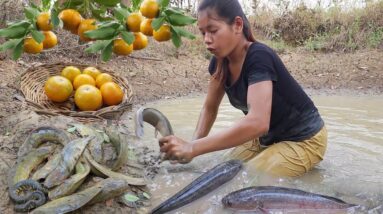 Survival Skill Catching fish in the mud & Pick some oranges fruits for lunch @survivalskillsanywhere