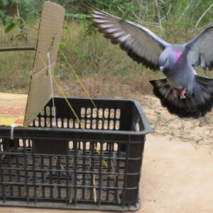 Simple Pigeon Trap - Create Bird Trap And Easy Trap