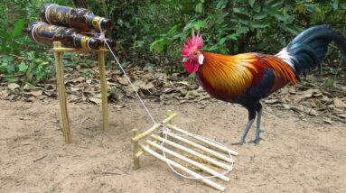 Unique Wild Chicken Trap Using Bottle & Woods // Simple Creative Wild Chicken Trap