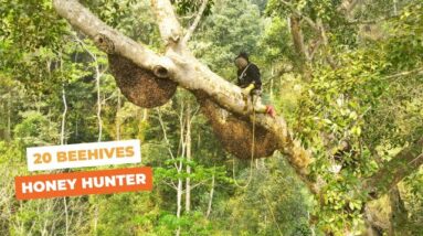 Conquer The Big Tree With 20 Honeycombs - Harvest 100 Liters Of Honey