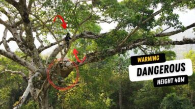 Conquer The Beehives On 40m High Trees - Harvest 7kg Of Honey | Hazardous Occupation