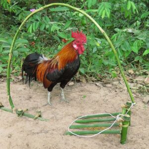 Easy Chicken Trap _ Simple Wild Chicken Trap Using Bamboos