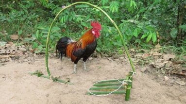Easy Chicken Trap _ Simple Wild Chicken Trap Using Bamboos