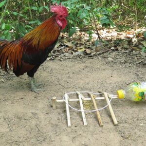 Create Easy Chicken Trap Using OISHI Bottle & Woods / Simple Wild Chicken Trap