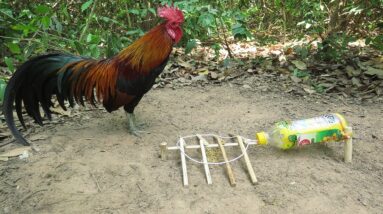 Create Easy Chicken Trap Using OISHI Bottle & Woods / Simple Wild Chicken Trap