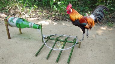 Easy Chicken Trap // Simple Unique Wild Chicken Trap Using Krud Bottle & Woods
