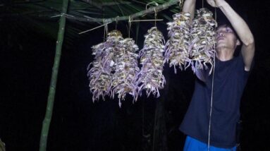 Move, Quickly Make a Shelter And Search For The FROG Species That Appears Only Once A Year