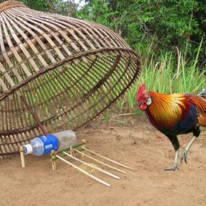 Easy Wild Chicken Trap Using POCARI SWEAT Bottle And Bamboo Fishing - Simple Chicken Trap