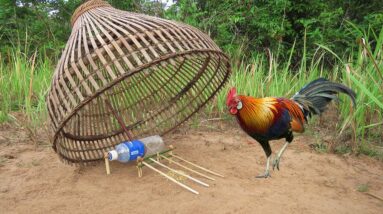Easy Wild Chicken Trap Using POCARI SWEAT Bottle And Bamboo Fishing - Simple Chicken Trap