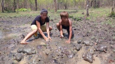 Survival skills: Found and Catch many Bullfrog for food in forest - Cooking bullfrog for dinner