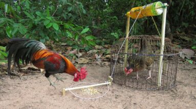 Easy Chicken Trap That Work 100%