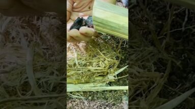 Scavenging Food | ON3 Jason Salyer