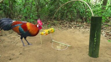 Chicken Trap In Forest