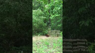 Effective Wild Chicken Trap Using Bamboo Cage And Hen | Best Chicken Trap #Shorts