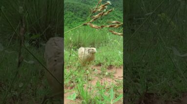 Easy Bird Trap Using 10 Dupro Cans #Shorts