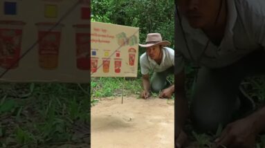 The Best Quick Bird Trap Using Cardboard Box #Shorts