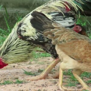 Feeding Chickens || Home Chickens