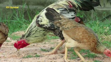 Feeding Chickens || Home Chickens