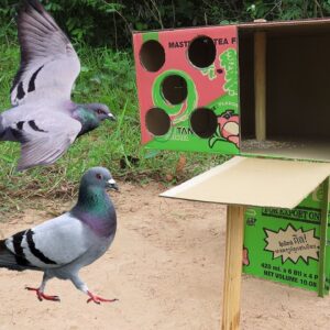 Creative Bird Trap Ideas - The Best Quick Pigeon Trap Using Cardboard Box