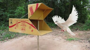 Creative Pigeon Trap Using Cardboard Box - Easy Bird Trap And Effective