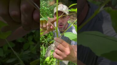 Escape the Itch: Checkout this Poison Ivy Remedy