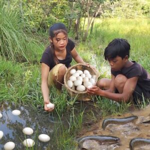 Pick egg and catch fish in the lake for food in forest - Cooking fish with egg for dinner