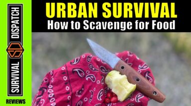 Surviving the Streets: How to Find Food in Urban Environments