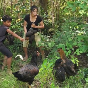 Adventure in forest: Catch and cook chicken so delicious food for dinner - Survival cooking