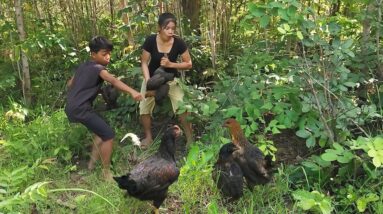 Adventure in forest: Catch and cook chicken so delicious food for dinner - Survival cooking