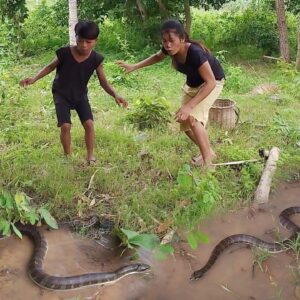 Amazing Skill! Catching Big Snake in forest and Cooking for food @survivalskillsanywhere