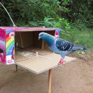 Best Creative Bird Trap Using Cardboard Box | Easy Pigeon Trap